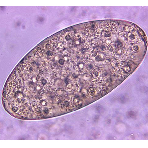 Fasciolospis buksi eggs