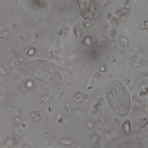 Giardia spp. cyst