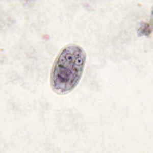 Giardia spp. cysts stained with iron hematoxylin