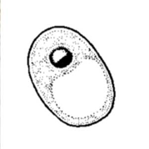 Iodamoeba buschlii cyst (Garcia, 2009)