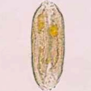 Iris (Iris spp.) pollen seeds (Petithory et al., 1995)