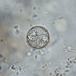 Isospora spp. non-sporulated oocyst