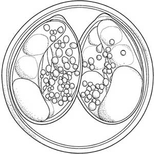 Isospora spp. sporulated oocyst