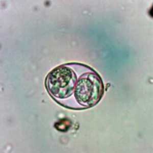 Isospora spp. sporulated oocyst