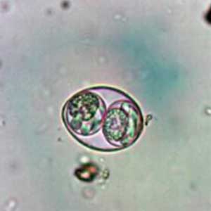 Isospora spp. sporulated oocyst