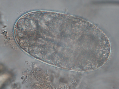 Immature mite egg