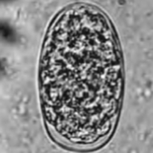 Molineus spp. egg (Cogswell, 2007)