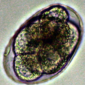 Necator americanus egg