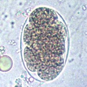 Necator americanus egg