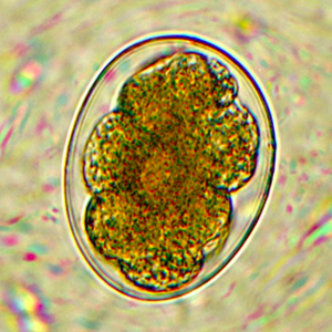 Necator americanus egg