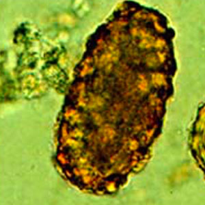 Non embryonated Ascaris spp eggs