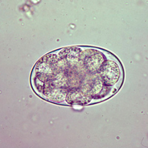 Oesophagostomum spp. egg