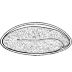 Pinworm eggs