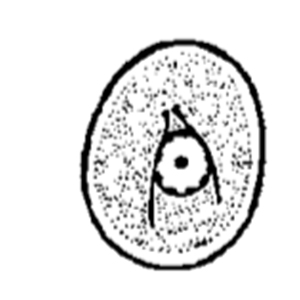 Retortamonas intestinalis cyst (Garcia, 2009)