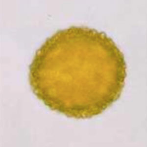 Safflower Carthamus tinctorius pollen seed