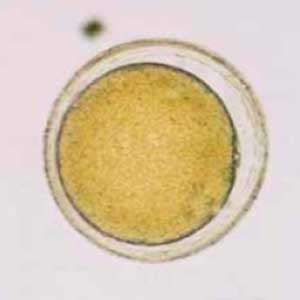 Saffron pollen seed (Crocus sativus) (Petithory et al, 1995)