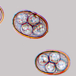 Sporulated Eimeria spp. oocyst