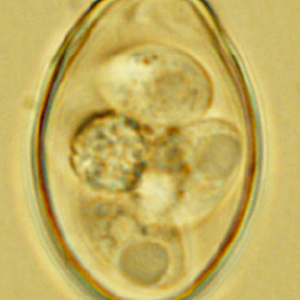 Sporulated Eimeria spp. oocyst