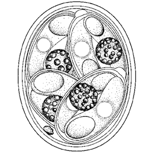 Sporulated Eimeria spp. oocyst