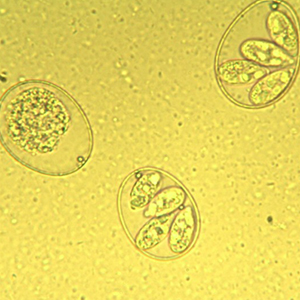 Sporulated and non-sporulated Eimeria spp. oocysts