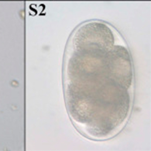 Strongyle eggs found in non-human primates (Klaus et al., 2017)
