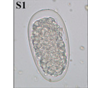 Strongyle eggs found in non-human primates (Klaus et al., 2017)