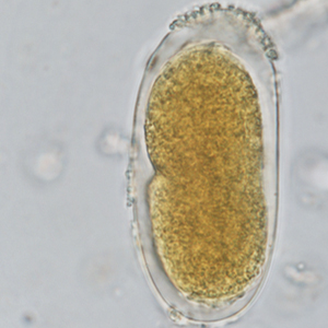 Strongyloides spp. egg