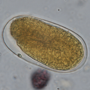 Strongyloides spp. egg