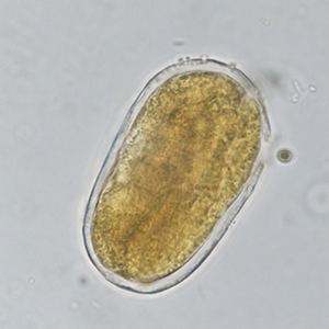 Strongyloides spp. egg