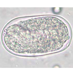 Strongyloides spp. egg