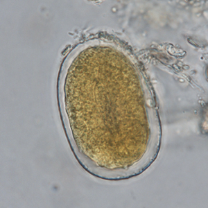 Strongyloides spp. eggs