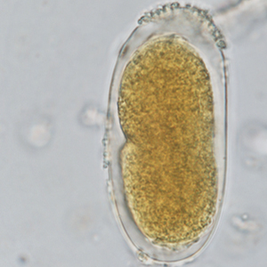 Strongyloides spp. eggs