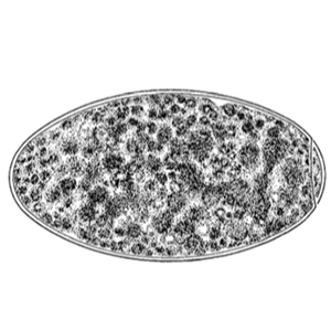 Trematode egg (Garcia, 2009)