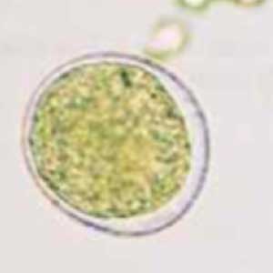 Barley pollen seed (Hordeum vulgare) (Petithory et al, 1995)