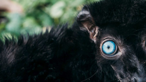 Conservation des lémurs aux yeux turquoise 