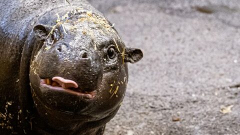 Rencontrez Toni, l’hippopotame pygmée 