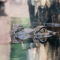 Faux gavial d&rsquo;Afrique