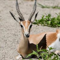 Gazelle Dorcas