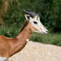 Gazelle de Mhorr
