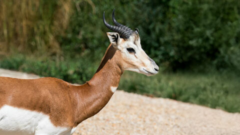 Plus de 121 000 € récoltés pour la conservation en 2025 !