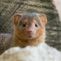 Mangouste naine commune