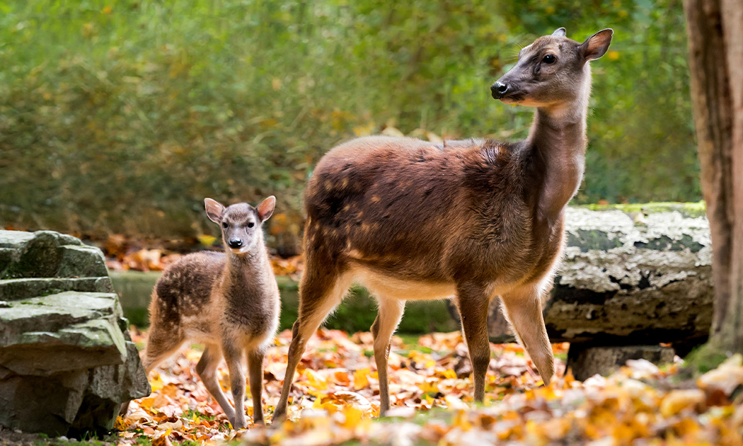 Zoologische Gesellschaft für Arten und Populationsschutz, protège le cerf du prince Alfred en Asie