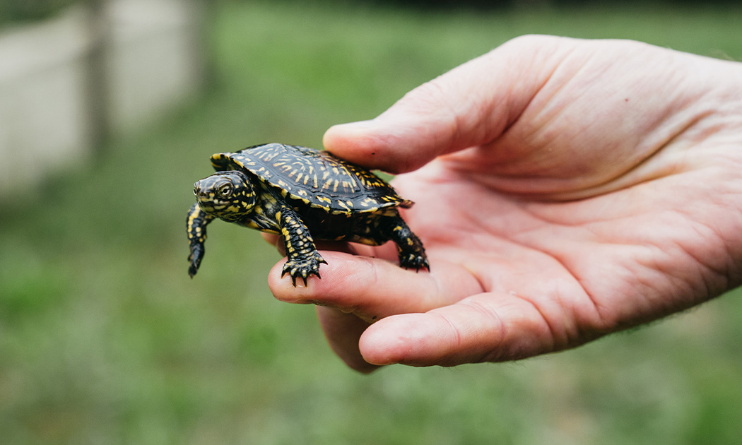 CNRS/Emys R, protège la Cistude d’Europe