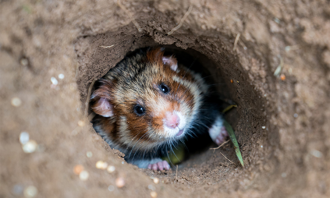 Plan National d’Action en faveur du grand hamster d’Alsace