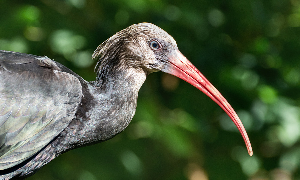 Proyecto Eremita, protection des Ibis chauve