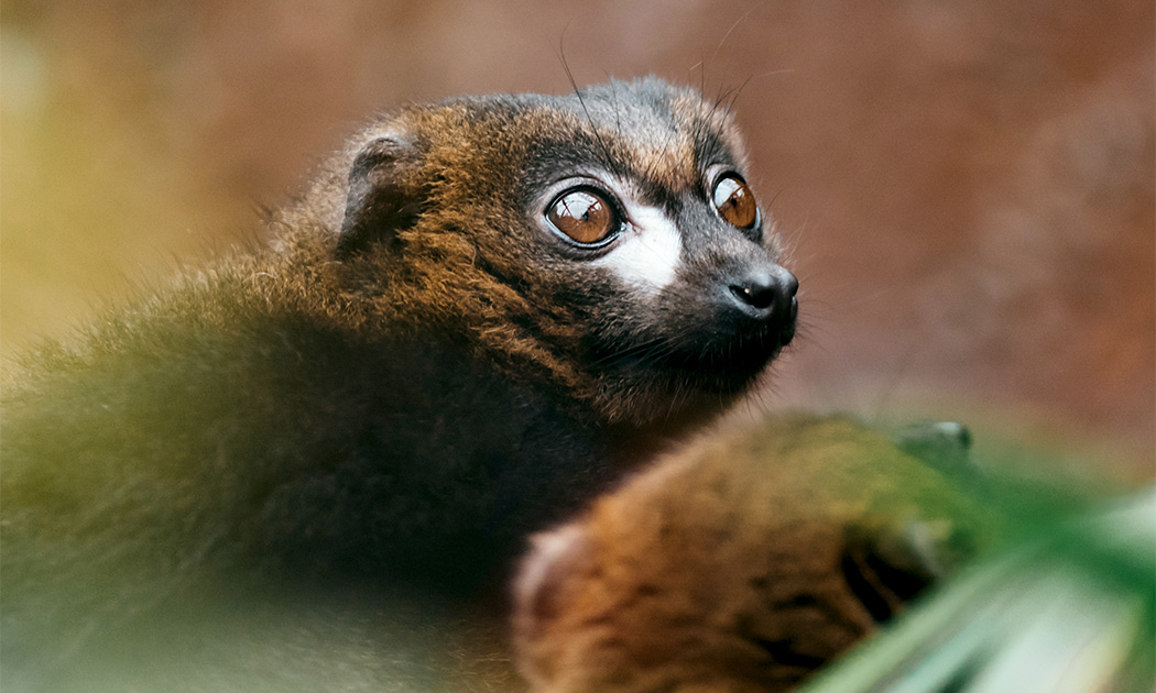 AEECL : Association Européenne pour l’Étude et la Conservation des Lémuriens