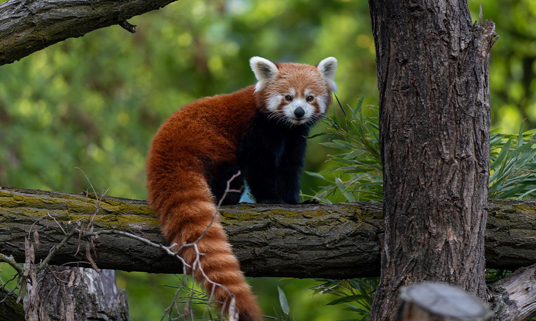 Red Panda Network, protection du Panda roux en Asie