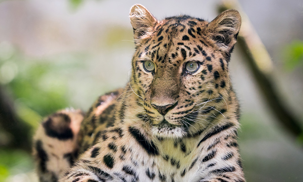 Zoological Society of London, protection de la panthère de l’Amour en Asie