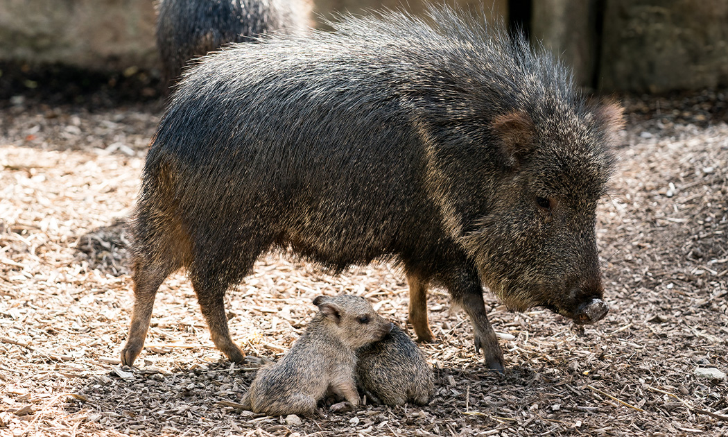El Centro Chaqueño para la Conservacion e Investigacion (CCCI), protection du pécari du Chaco en Amérique du Sud