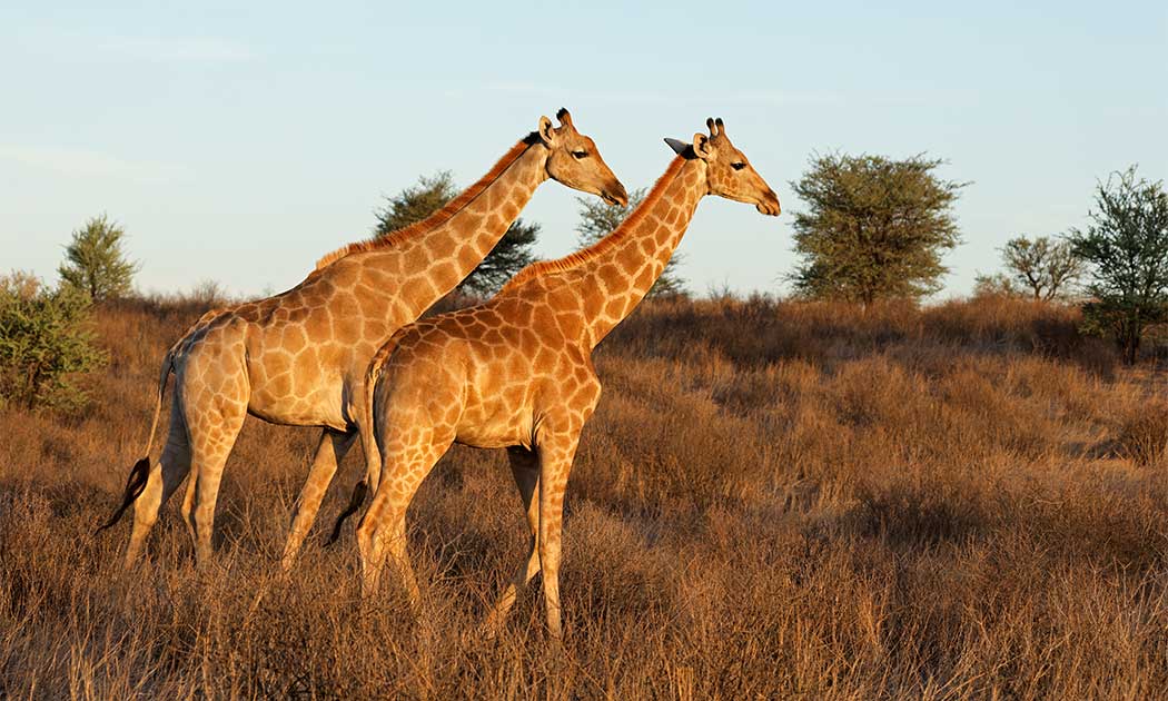 2026-girafe-du-niger-1050x630px